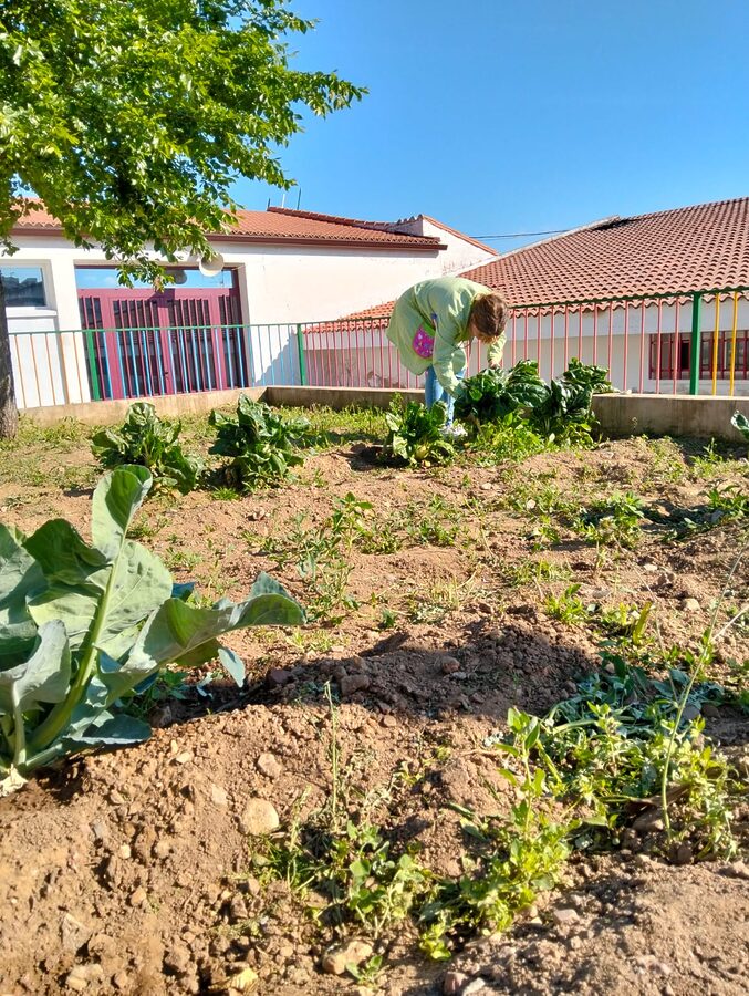 Huerto Escolar
